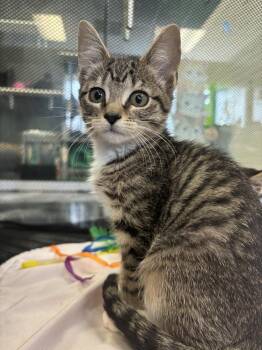 Domestic Short Hair Cats Available for Adoption in Virginia Beach, Virginia - Ube | PetCurious