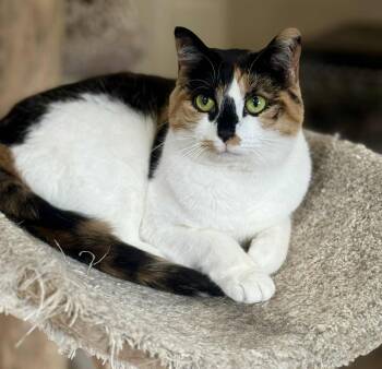 Rescue Domestic Short Hair Cats for Adoption in Stoughton, Wisconsin - Penelope | PetCurious