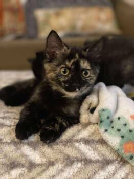 Rescue Domestic Short Hair Cats for Adoption - Ember | PetCurious