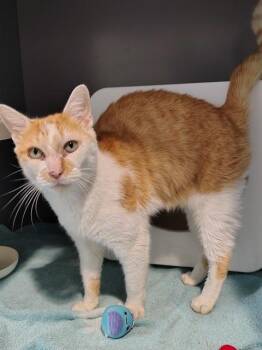 PEACH -  Domestic Short Hair Cat for Adoption in Leesburg, Virginia - PEACH | PetCurious