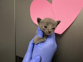 Domestic Short Hair Cats Available for Adoption in Ontario, California - A009470 | PetCurious