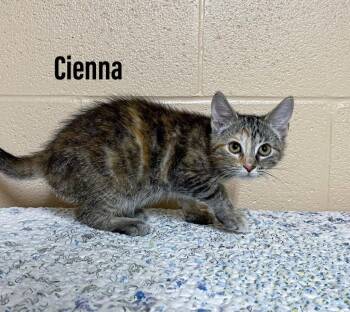Cienna -  Domestic Short Hair Cat for Adoption in Clearfield, Kentucky - Cienna | PetCurious