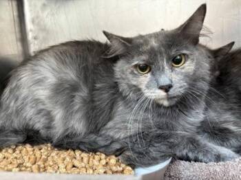 Penny -  Domestic Medium Hair Cat for Adoption in El Paso, Texas - Penny | PetCurious