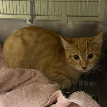Snoopy -  Domestic Short Hair Cat for Adoption in Bristol, Indiana - Snoopy | PetCurious