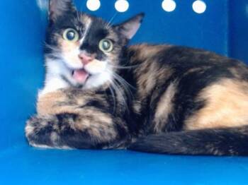 CLAIRE -  Domestic Short Hair Cat for Adoption in Orlando, Florida - CLAIRE | PetCurious
