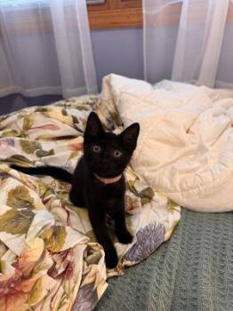Hilda -  Domestic Short Hair Cat for Adoption in Mokena, Illinois - Hilda | PetCurious