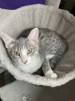 Sweet Tea -  Domestic Short Hair Cat for Adoption in Sioux Falls, South Dakota - Sweet Tea | PetCurious