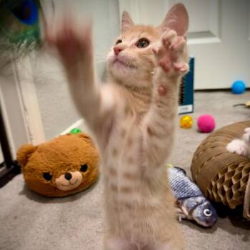 Reese -  Domestic Short Hair Cat for Adoption in Riverside, California - Reese | PetCurious