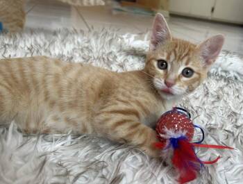 Duck -  Domestic Short Hair Cat for Adoption in Lenexa, Kansas - Duck | PetCurious