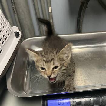 Maple -  Domestic Medium Hair Cat for Adoption in Saint Joseph, Missouri - Maple | PetCurious