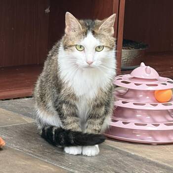 Domestic Short Hair Cats Available for Adoption in Bloomington, Illinois - Wheat | PetCurious