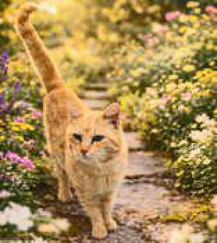 Domestic Short Hair Cats Available for Adoption in Portsmouth, Ohio - Oswaldo | PetCurious