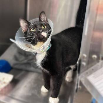 Domestic Short Hair Cats Available for Adoption in Davenport, Iowa - Muffin | PetCurious