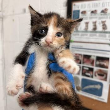 Leann -  Domestic Short Hair Cat for Adoption in Edinburg, Texas - Leann | PetCurious