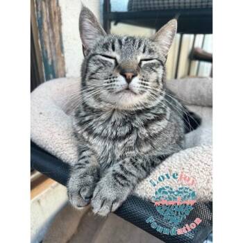 Cece -  Domestic Short Hair Cat for Adoption in Inglewood, California - Cece | PetCurious