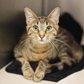 Rescue Domestic Short Hair Cats for Adoption in Atlanta, Georgia - Dickens | PetCurious