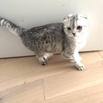 Scottish Fold Cats Available for Adoption - Argyle | PetCurious