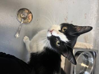 Rescue Domestic Short Hair Cats for Adoption in Mendham, New Jersey - Amelia | PetCurious