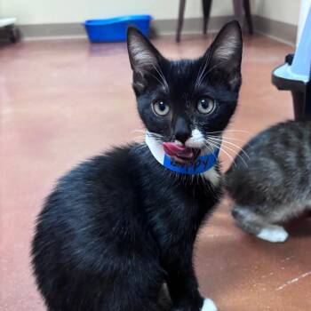 Domestic Short Hair Cats Available for Adoption in Goleta, California - Zippy Dippy Do Da | PetCurious