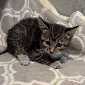 IVHS-Stray-140337 -  Domestic Short Hair Cat for Adoption in San Gabriel, California - IVHS-Stray-140337 | PetCurious