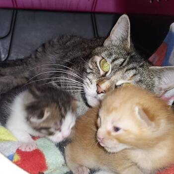 Domestic Short Hair Cats Available for Adoption - Odie (Bella Male Kitten 1) | PetCurious