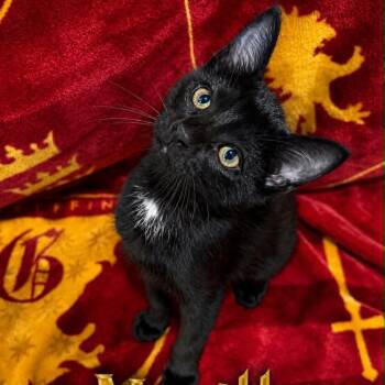 Neville -  Domestic Short Hair Cat for Adoption in Rochester, Minnesota - Neville | PetCurious