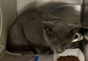 Nf19c -  Domestic Short Hair Cat for Adoption in Lawrenceville, Georgia - Nf19c | PetCurious
