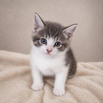 kleen -  Tabby Cat for Adoption in Miami, Florida - Kleen | PetCurious