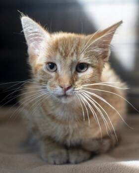 Boo -  Domestic Short Hair Cat for Adoption in Pequot Lakes, Minnesota - Boo | PetCurious