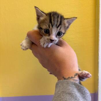 Avril -  Domestic Short Hair Cat for Adoption in Webster, Texas - Avril | PetCurious