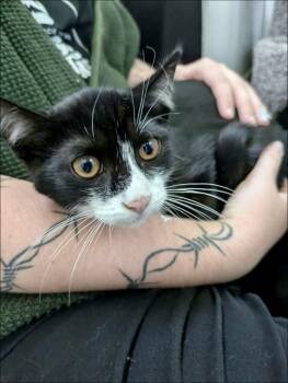 Rescue Domestic Short Hair Cats for Adoption in San Jose, California - Jasper | PetCurious