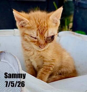 Sammy -  Domestic Short Hair Cat for Adoption in Berlin, Maryland - Sammy | PetCurious