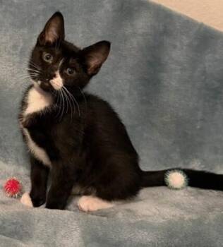 Domestic Short Hair Cats Available for Adoption in Richardson, Texas - Chickie | PetCurious