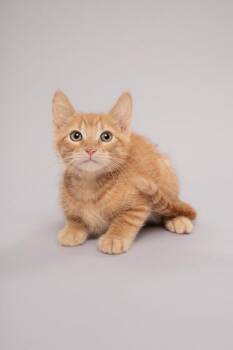 Flounder -  Domestic Short Hair Cat for Adoption in Fort Worth, Texas - Flounder | PetCurious