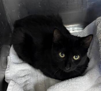 Trixie -  Domestic Short Hair Cat for Adoption in Little Rock, Arkansas - Trixie | PetCurious