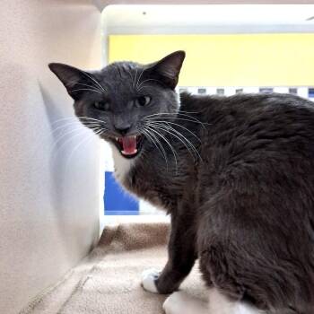 Alice -  Domestic Short Hair Cat for Adoption in Lake Jackson, Texas - Alice | PetCurious