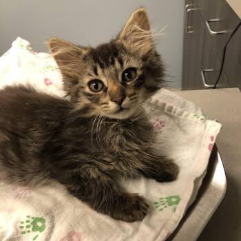 Linus -  Domestic Medium Hair Cat for Adoption in Oak Park, Illinois - Linus | PetCurious