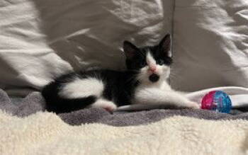 Rescue Domestic Medium Hair Cats for Adoption in Tacoma, Washington - Kincaid | PetCurious