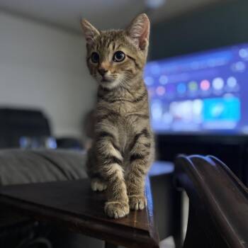 Tazmanian Devil -  Domestic Short Hair Cat for Adoption in Chattanooga, Tennessee - Tazmanian Devil | PetCurious