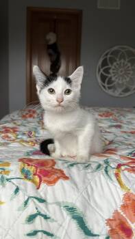 Chunky Monkey -  Domestic Medium Hair Cat for Adoption in Crystal Lake, Illinois - Chunky Monkey | PetCurious