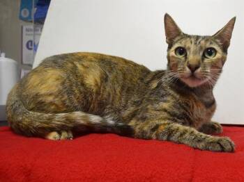 LYDIA -  Domestic Short Hair Cat for Adoption in Sacramento, California - LYDIA | PetCurious