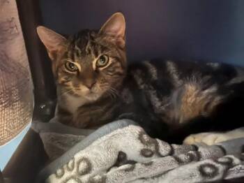 Rescue Domestic Short Hair Cats for Adoption in Palo Alto, California - MITTENS | PetCurious
