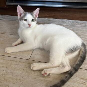 Domestic Short Hair Cats Available for Adoption - Koby | PetCurious