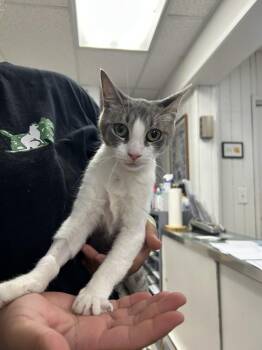 Mochi -  Domestic Short Hair Cat for Adoption in Ontario, California - Mochi | PetCurious