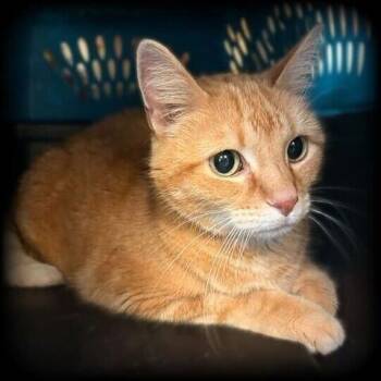 Domestic Short Hair Cats Available for Adoption in Davenport, Iowa - Orange Justice | PetCurious