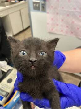 Rescue Domestic Short Hair Cats for Adoption in Dallas, Texas - ADRIAN | PetCurious