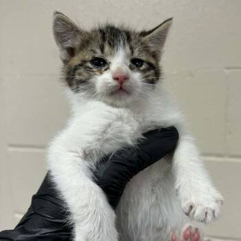 Dove -  Domestic Short Hair Cat for Adoption in Reno, Nevada - Dove | PetCurious