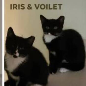 Iris -  American Shorthair Cat for Adoption in Oceanside, New York - Iris | PetCurious