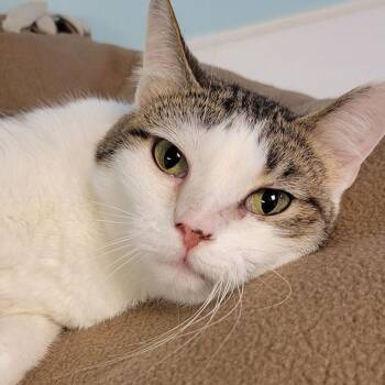 Domestic Short Hair Cats Available for Adoption in Milan, Illinois - Regina | PetCurious