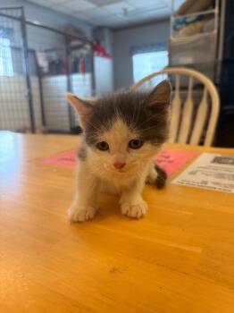 Ryder -  Domestic Medium Hair Cat for Adoption in Heber City, Utah - Ryder | PetCurious